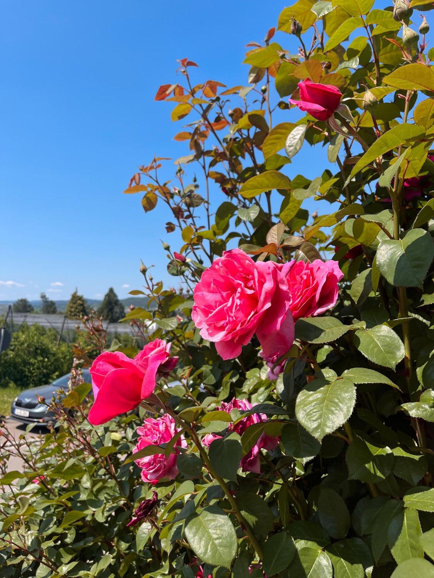Ferienwohnungen Im Rosengarten Bodman-Ludwigshafen Buitenkant foto