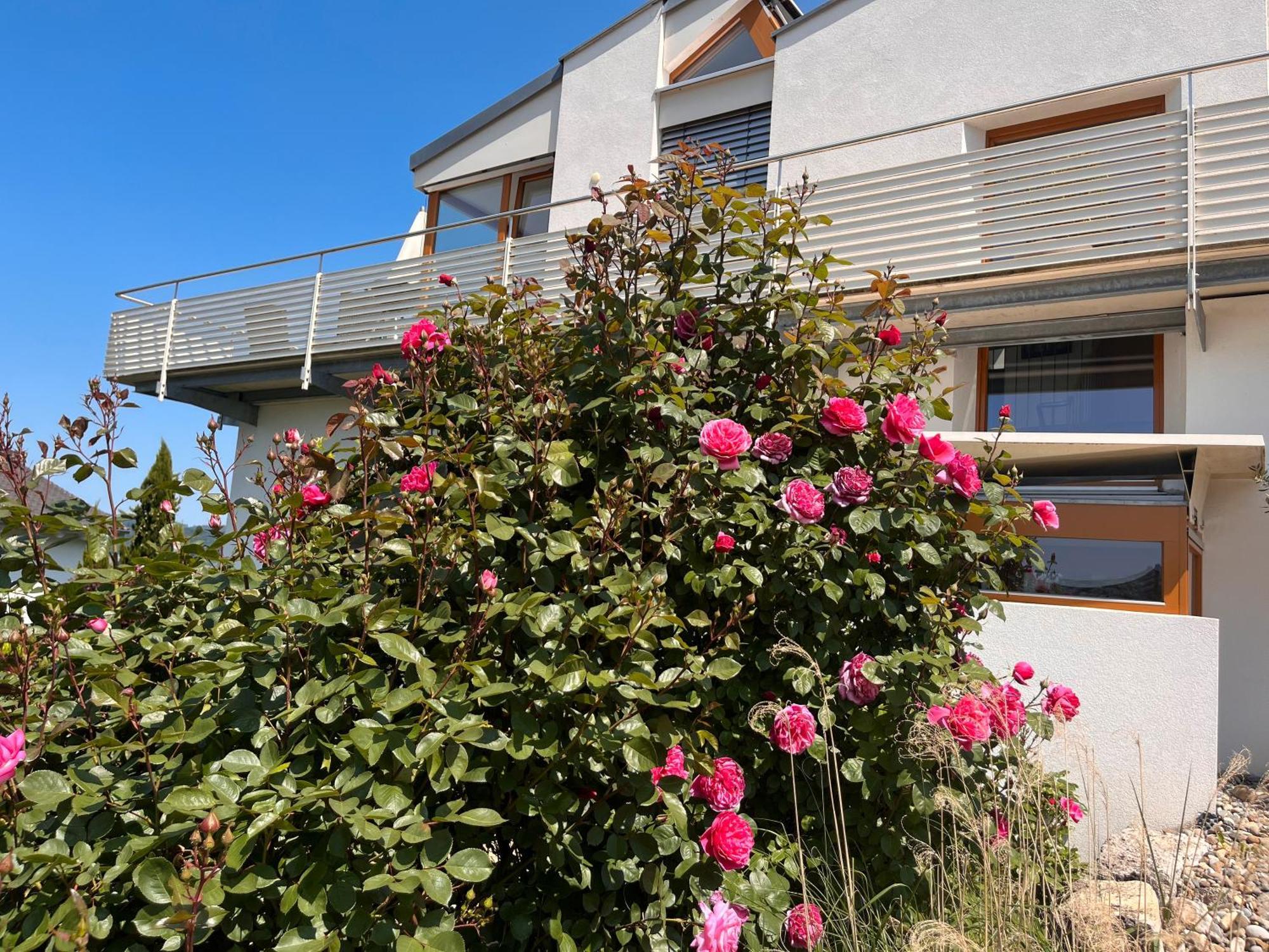 Ferienwohnungen Im Rosengarten Bodman-Ludwigshafen Buitenkant foto